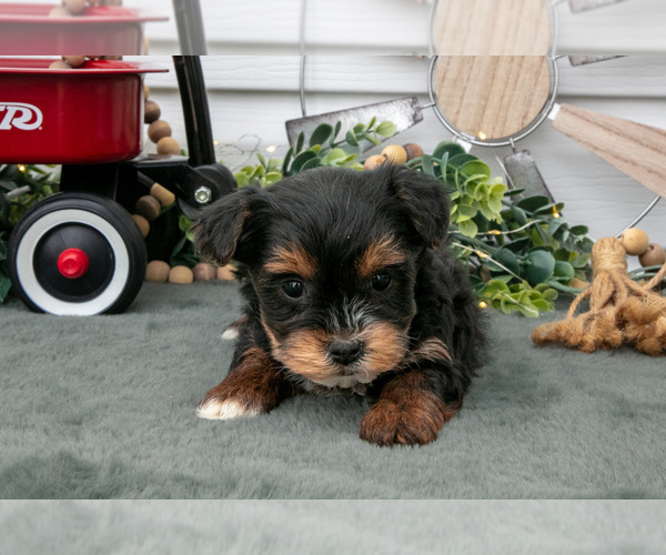 Medium Photo #16 YorkiePoo Puppy For Sale in BERNE, IN, USA