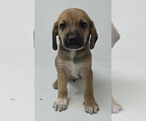 Labrador Retriever-Unknown Mix Dogs for adoption in Brewster, NY, USA