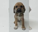 Small Labrador Retriever Mix