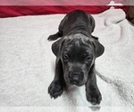 Small Cane Corso