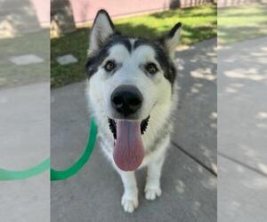 Alaskan Malamute Dogs for adoption in Woodland, CA, USA