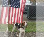 Small #3 Treeing Walker Coonhound