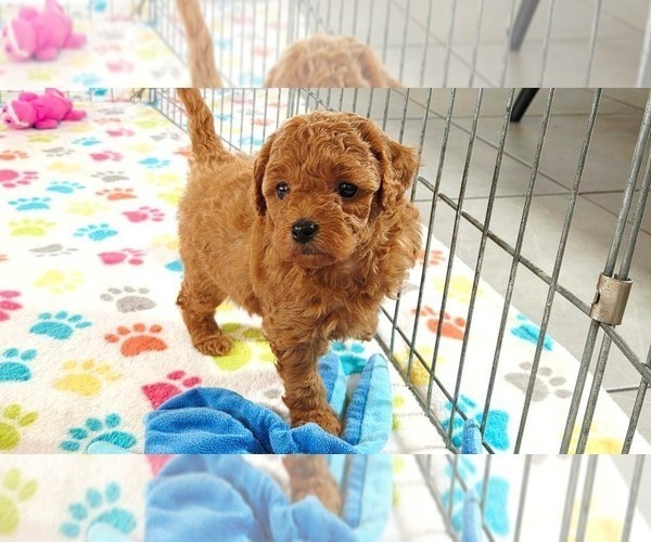 Medium Photo #11 Cavapoo mix (+ Poodle Miniature) Puppy For Sale in ORO VALLEY, AZ, USA
