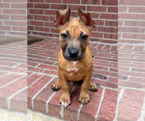 Medium Photo #2 Black Mouth Cur-Unknown Mix Puppy For Sale in The Woodlands, TX, USA