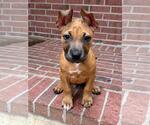 Small #1 Black Mouth Cur Mix