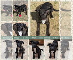 Small #13 Mutt