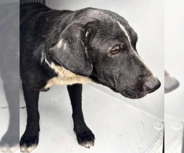 Medium Photo #1 Labrador Retriever-Unknown Mix Puppy For Sale in Houston, TX, USA