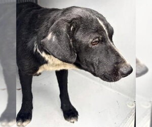 Labrador Retriever-Unknown Mix Dogs for adoption in Houston, TX, USA