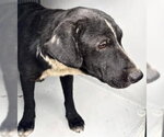 Small Labrador Retriever Mix