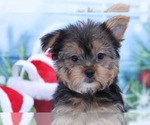 Small Photo #2 Yorkshire Terrier Puppy For Sale in MARIETTA, GA, USA