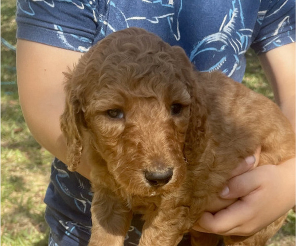 Medium Photo #5 Labradoodle Puppy For Sale in JACKSONVILLE, FL, USA