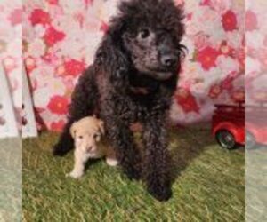 Mother of the Poodle (Toy) puppies born on 10/25/2023