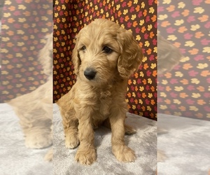 Goldendoodle Puppy for sale in DELAWARE, OH, USA