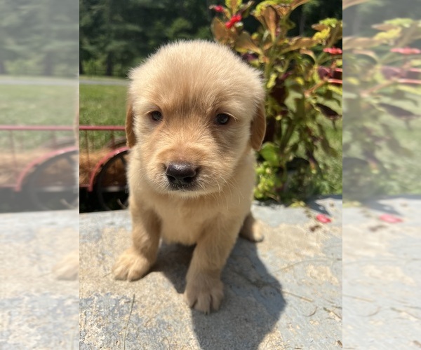 Medium Photo #1 Golden Retriever Puppy For Sale in NEOLA, WV, USA