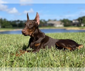Doberman Pinscher Puppy for sale in NAPLES, FL, USA