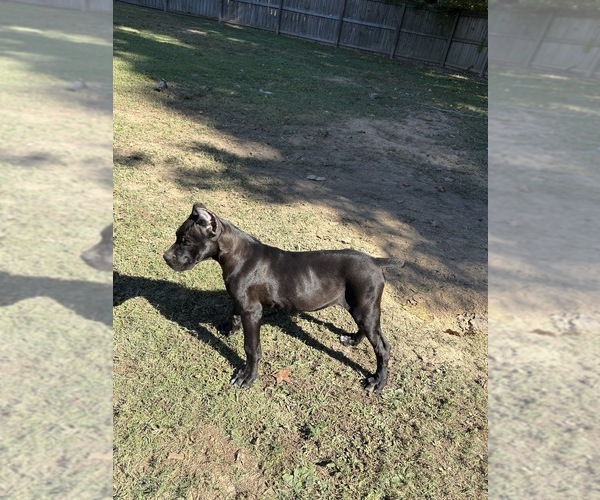 Medium Photo #1 Cane Corso Puppy For Sale in PARAGOULD, AR, USA