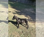 Litter of 7 - Female Cane CorsoLitter of Puppies for Sale - Small photo