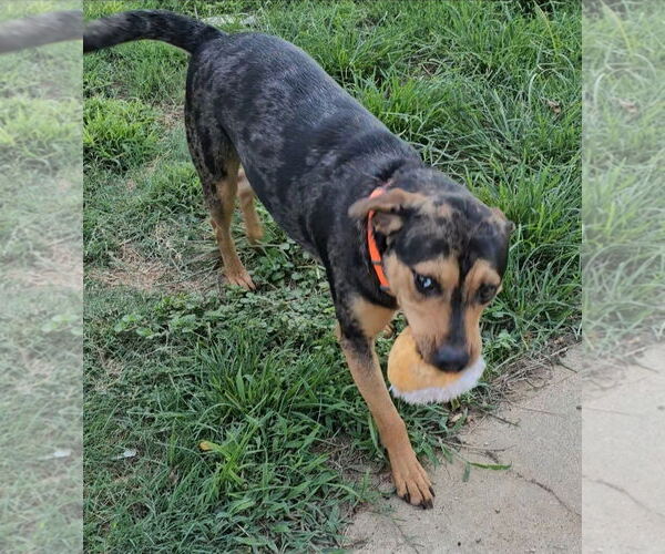 Medium Photo #2 Catahoula Leopard Dog-Unknown Mix Puppy For Sale in Orange Grove, TX, USA