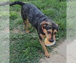 Small #1 Catahoula Leopard Dog Mix