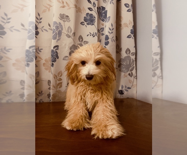 Medium Photo #2 Cavapoo Puppy For Sale in DURHAM, CT, USA