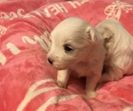 Small Photo #2 Maltese Puppy For Sale in JONESBORO, GA, USA