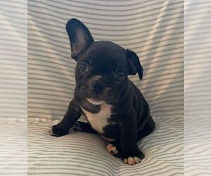French Bulldog Puppy for sale in JOHNS ISLAND, SC, USA