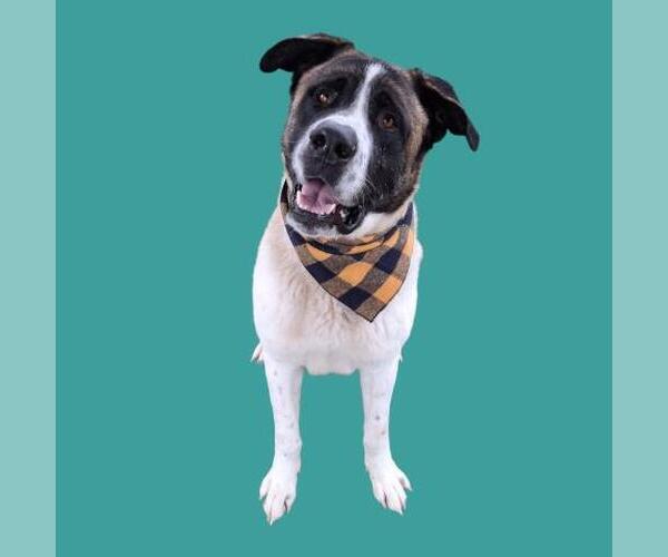 Medium Photo #1 Saint Bernard Puppy For Sale in Bakersfield, CA, USA