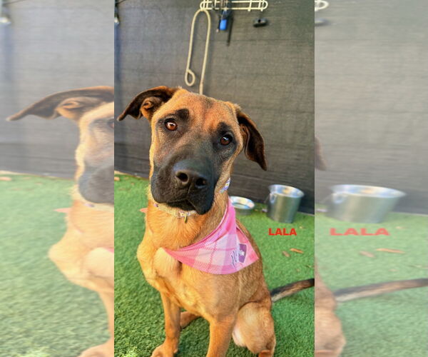 Medium Photo #3 Black Mouth Cur-Unknown Mix Puppy For Sale in Woodland Hills, CA, USA