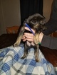 Small Photo #3 Golden Shepherd Puppy For Sale in WAUSEON, OH, USA