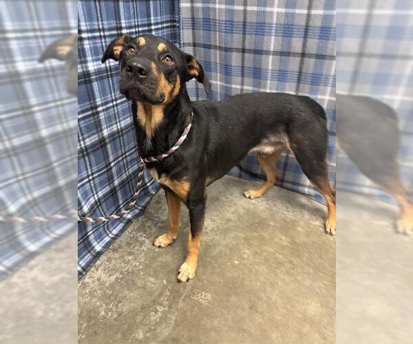Medium Photo #1 Doberman Pinscher-Labrador Retriever Mix Puppy For Sale in Rosenberg, TX, USA