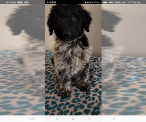 Australian Cattle Dog-Poodle (Standard) Mix Puppy for sale in JACKSONVILLE, FL, USA