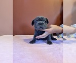 Maddie - Female French Bulldog Puppy for Sale - Small photo