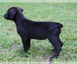 Small #4 Mutt