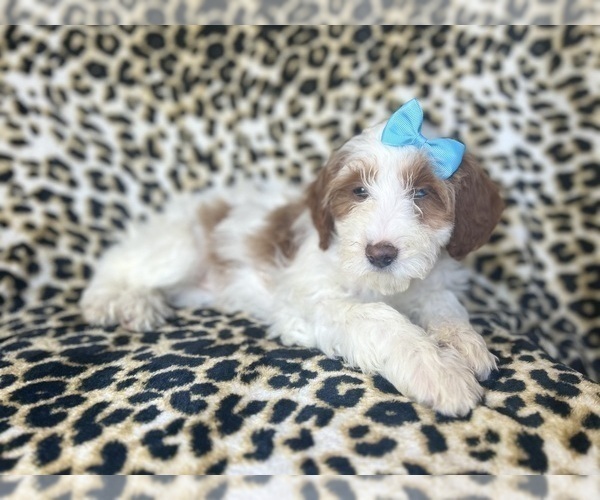 Medium Photo #2 Cavapoo Puppy For Sale in LAKELAND, FL, USA