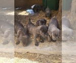 Small #6 Cane Corso