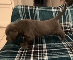 Small #21 Labrador Retriever