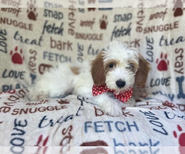 Medium Photo #8 Cavapoo Puppy For Sale in LAKELAND, FL, USA
