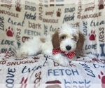 Small #7 Cavapoo