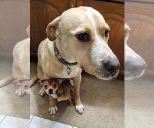 Hero Sussex - Female Chihuahua-Unknown Mix Dog for Adoption - Photo #5