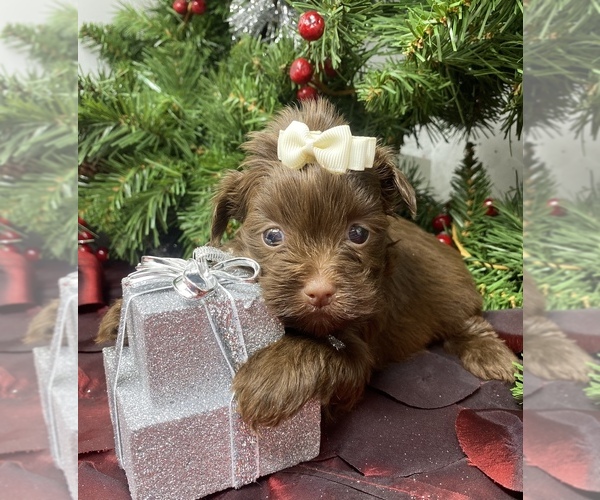 Medium Photo #2 Shorkie Tzu Puppy For Sale in SELLERSBURG, IN, USA