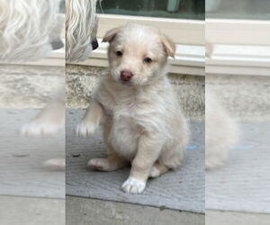 Huskies -Labrador Retriever Mix Dogs for adoption in San Diego, CA, USA