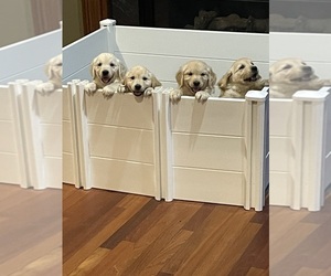 Golden Retriever Puppy for sale in FAIRFIELD, OH, USA