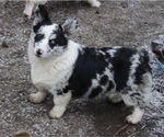 Small Photo #5 Pembroke Welsh Corgi Puppy For Sale in OROFINO, ID, USA