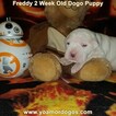 Small Photo #162 Dogo Argentino Puppy For Sale in PINEVILLE, MO, USA