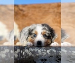 Small Photo #14 Australian Shepherd Puppy For Sale in WESLEY CHAPEL, FL, USA