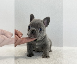 French Bulldog Puppy for sale in MODESTO, CA, USA