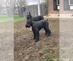 Small #41 Schnauzer (Giant)