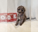 Small Photo #32 Goldendoodle-Sheepadoodle Mix Puppy For Sale in ROCHESTER, NY, USA