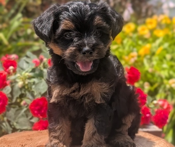 Medium Photo #24 Yorkipoo Puppy For Sale in GOSHEN, IN, USA