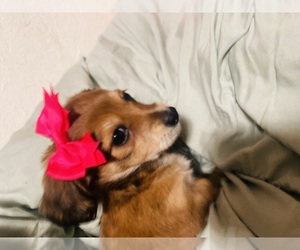 Chiweenie Puppy for Sale in CANDLER, North Carolina USA